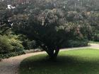 Lanhydrock Gardens 