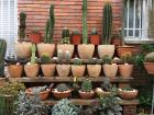 Some cacti in a little garden in Horta.