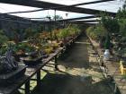 A peek behind the scenes of the bonsai collection. The garden rotates which trees are on display.