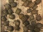 Tortoises from Juan's brother's house
