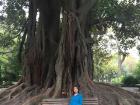 The huge, very old tree with huge roots above the ground 