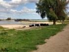 This is a beach in Nijmegen where wild horses live!