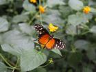 The botanical gardens also had a butterfly garden inside