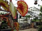 Here we are inside a green house. A Green House traps heat inside so plants can grow all the time, even in the winter!