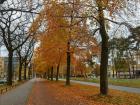 Autumn is in full swing in The Netherlands and the bike lanes are covered in leaves