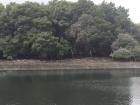 A few of the remaining mangrove forest areas across the river from a park and neighborhood