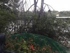 Another mangrove tree stretching out and living free in the park