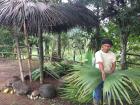 As soon as I hopped out of the car, I asked the tour guide to show how he uses Toquilla trees to build homes