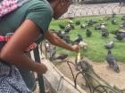 My friends and I bought some lettuce just to feed the iguanas that were left out of the city feeding bunch