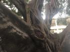 Can you see the tiny green iguana climbing up the tree with its sharp claws?
