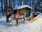 Reindeer sled in Lapland, Finland (Source: Photo from Flickr user Heather Sunderland)