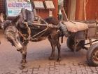 On a walk in the medina and saw this friendly donkey!