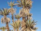 These palms are planted in order to provide shade in the farms