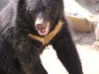 Formosan black bear with its large ears (photo credit: Wikipedia)