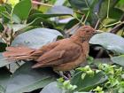 Clay-colored thrush is the national bird of Costa Rica (photo credit: Wikipedia)