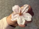 Cherry blossom flower up close (so pretty!)