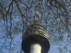 A closer look of Namsan Tower surrounded by trees