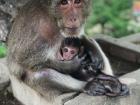 There were monkeys 