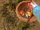 Hunting for mushrooms for dinner is a popular Czech pastime