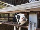 The school I am teaching at has its own dairy, and that means baby cows!