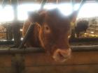 Joey's dairy cow, Eclipse