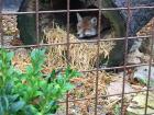 It was a rainy day and the foxes were burrowed into their beds