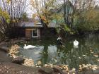 Small pond of swans and ducks on a rainy Czech day