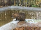 Side view of the little nutria coming up from a swim