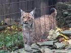 Here the lynx is pacing in her enclosure at the wildlife center