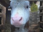 Baby cows, or calves, are part of the dairy farm