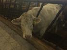 Cows lined up to grab dinner