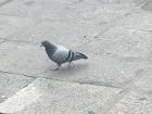 This pigeon tried to steal my ice cream