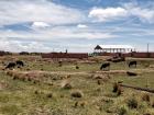 Cows grazing at Tiwanaku 