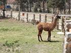 A llama in Mallasa