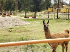 While Andean condors are the national bird of Bolivia, llamas are the national animal 