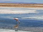 A flamingo getting a bite to eat in the salt flats