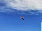 A Chilean flamingo, one of the two types we saw at the salt flats