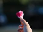 A petal from one of my favorite roses. Look at that color!