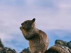 A squirrel getting some lunch