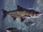 What it looks like https://www.freep.com/story/news/local/michigan/2016/12/07/asian-carp-great-lakes/95082248/