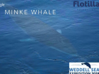 A minke whale surfacing near the S.A. Agulhas II