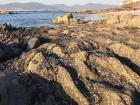 The coast of Galicia has an abundance of life