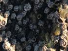 Colonies of barnacles such as this one are pests for boat owners 