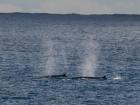Minke whales swimming! Photo by Colin de La Harpe