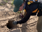 Using a stick to determine if there are eggs inside this hole