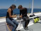 Collecting skin samples from whale sharks in Madagascar
