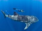 Swimming with a tagged whale shark in Madagascar!