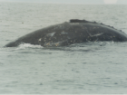My very first expedition was studying the ecology of grey whales in British Columbia. We used the markings on the flank of the whales to help identify individual whales