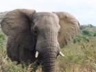 This is one of the many impressive elephants that we encountered at Hluhluwe-iMfolozi Park in South Africa