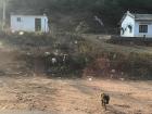 A monkey on the side of the road
